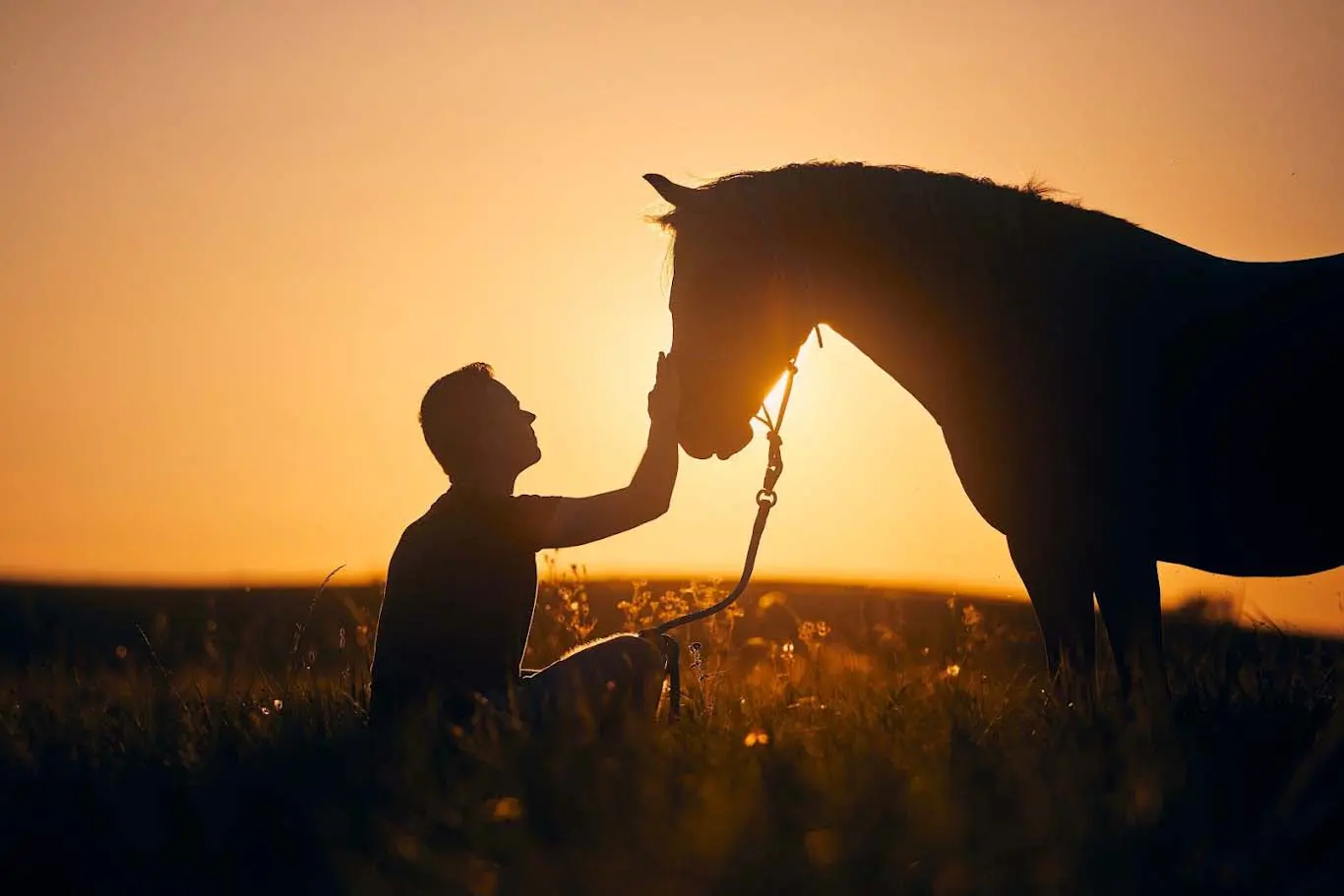 silhouette of a man petting a horse on the nose in a field with the sunset behind them